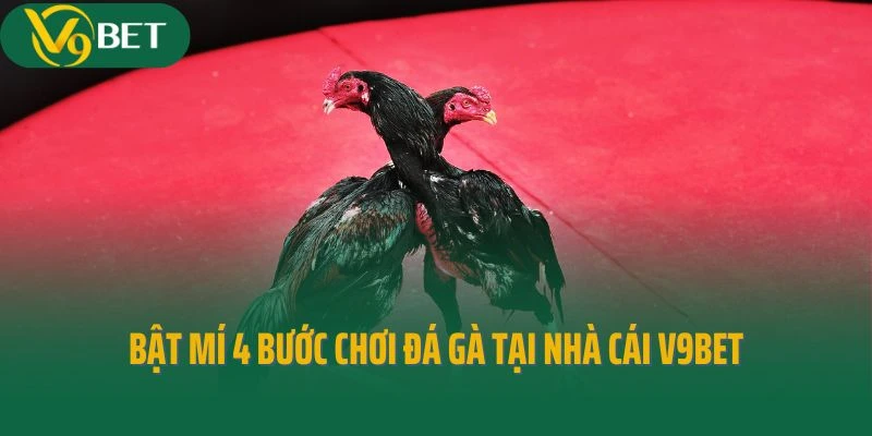 Bật mí 4 bước chơi đá gà tại nhà cái V9bet