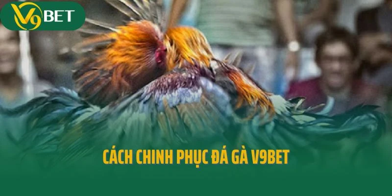 Người chơi có thể chinh phục đá gà V9bet bằng cách nào?