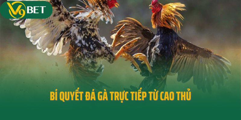 Bí quyết đá gà trực tiếp từ cao thủ
