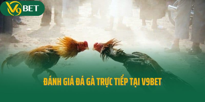 Đánh giá đá gà trực tiếp tại V9bet