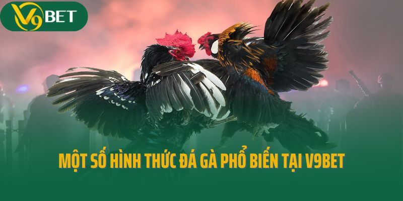 Một số hình thức đá gà phổ biến tại V9bet