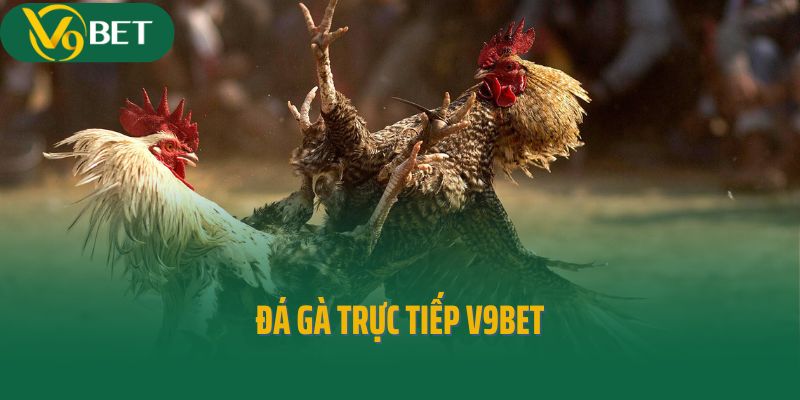 Tham Gia Đá Gà Trực Tiếp V9bet Chinh Phục Đấu Trường Đỉnh Cao