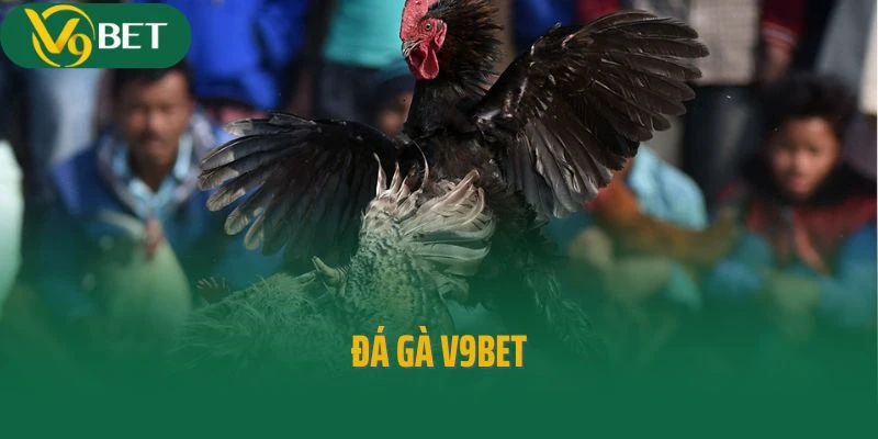 Đắm Chìm Vào Không Gian Có Một Không Hai Tại Đá Gà V9bet