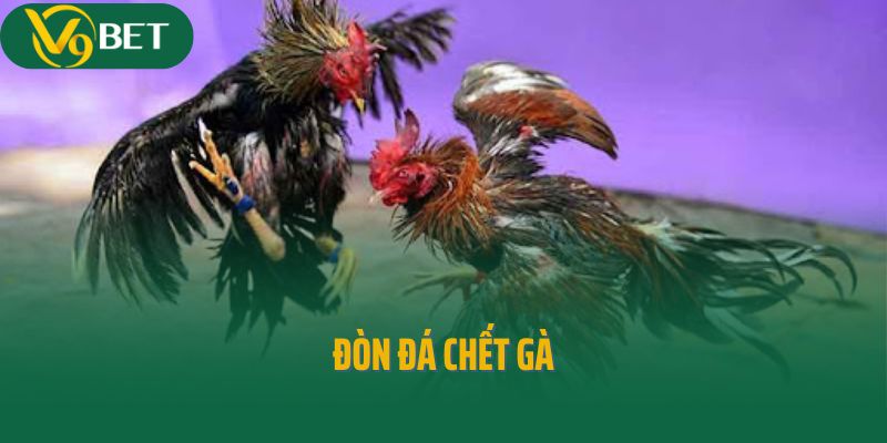 Bí Kíp Luyện Chiến Kê Đỉnh Cao: Tung Đòn Đá Chết Gà Cực Hiểm