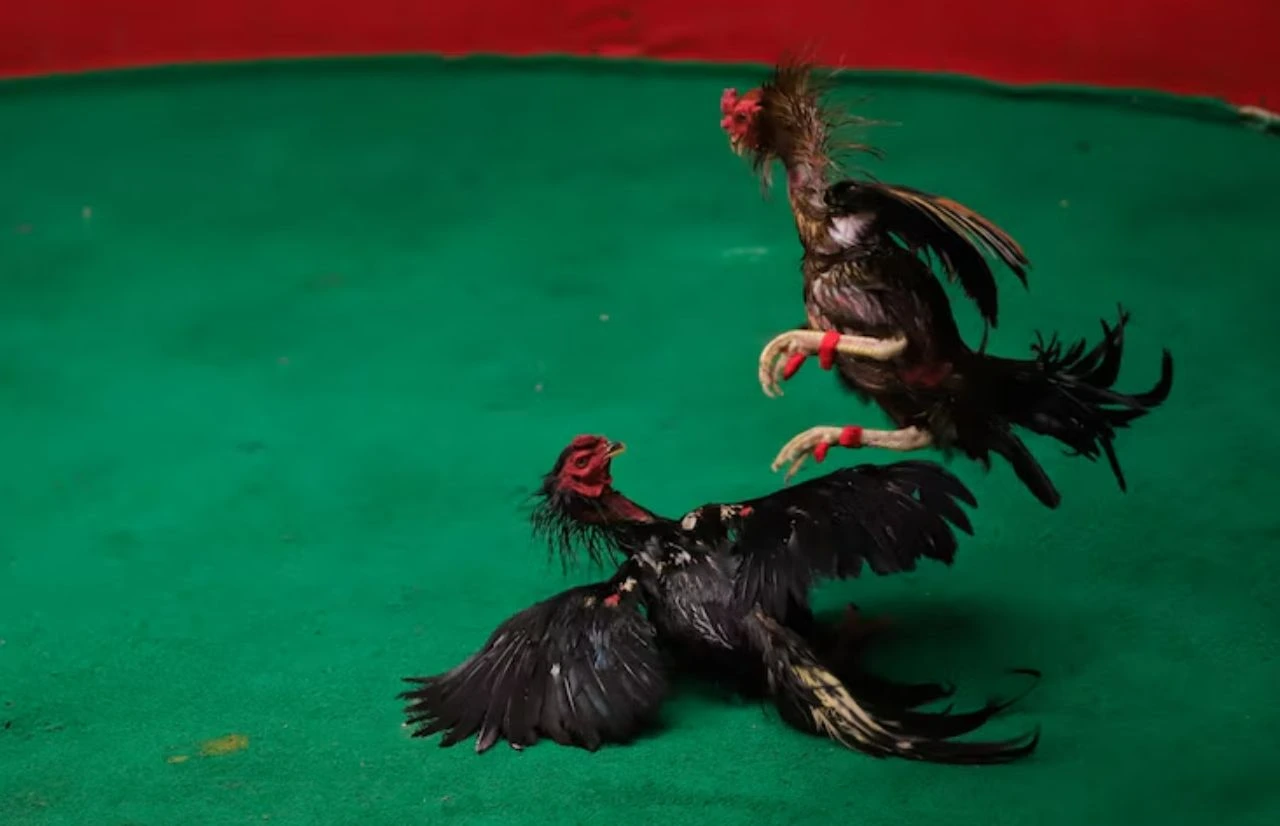 Bí kíp chơi giúp anh em làm chủ sân đá gà J88