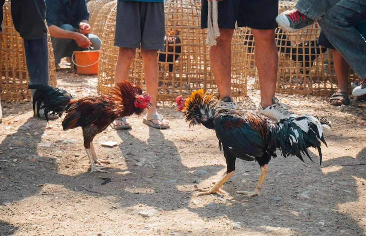 Khám phá sảnh đá gà J88 - Thế giới cá cược kịch tính