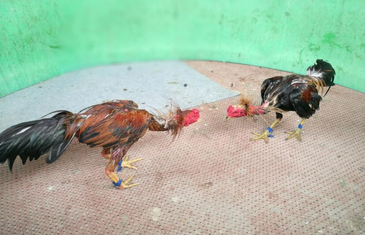 Ưu điểm khi anh em tham gia sảnh đá gà J88